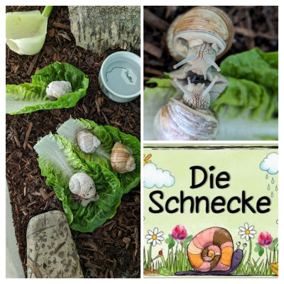 Wir beobachten die Schnecken